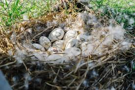 Will A Goose Sit On Bad Eggs? – Family Farm Livestock