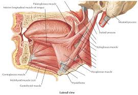 Muscles pull on bones and act as lever systems. The Wonders Of The Tongue Its Muscles With Motor And Sensory Nerve Innervations Andreas Astier
