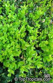 Image result for Buxus