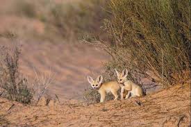 Ada 3 pegunungan besar di australia, yaitu pegunungan alpen, pegunungan hamerslay dan pegunungan mac donell. Gurun Dan Semi Gurun Australia Zona Alami