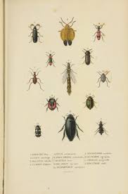 Atlas Dictionnaire Classique Des Sciences Naturelles Biodiversity Heritage Library Pages De Vieux Livres Sciences Naturelles Science