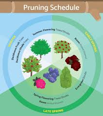 We did not find results for: Properly Prune Trees And Shrubs Fix Com