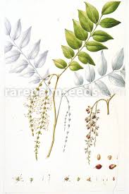 Image result for Phragmanthera dschallensis