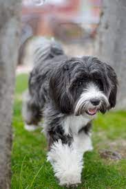 Tibetan Terrier Dalai Grace 10 Months Dog Puppy Dogs Puppies Tibetaanse Terrier Terrier Honden