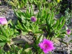 Image result for Callilepis laureola