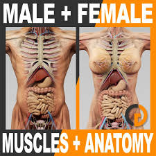 An organ is a group of tissues with similar functions. Human Male And Female Anatomy Body Muscles Skeleton And Internal Organs Characters Edgemix