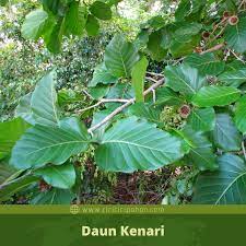 Ciri Ciri Pohon Kenari Bangkal Nauclea Orientalis Di Alam Liar Ciriciripohon Com