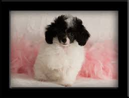 Black And White Parti Toy Poodle Black White Parti Teacup Poodle Reminds Me Of My Grandmother S Beloved Dog Regina Lynn Mason Tea Cup Poodle Poodle Puppy Beloved Dog