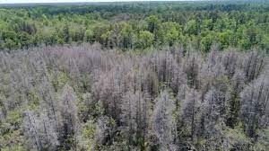 Though not a true cedar (really a cypress), this conifer is often found adjacent to streams and in wet, boggy areas, particularly in southern delaware. Njdep Division Of Fish Wildlife Atlantic White Cedar Restoration Tuckahoe Wma