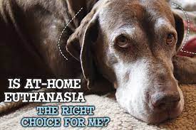 Dog euthanasia is a controversial topic: Pet Euthanasia At Home Is It The Right Choice For Yours
