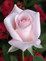 Flower Pictures Rosas Rosas Bonitas Flores Bonitas