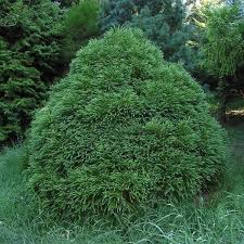 Image result for Cryptomeria