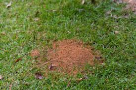 Instead, after a year or two of having flying ants swarm into our bedroom, we decided to go on an ant killing spree. How To Get Rid Of Fire Ants Fire Ant Removal In Louisiana And Mississippi