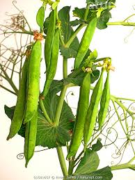 Image result for Pisum