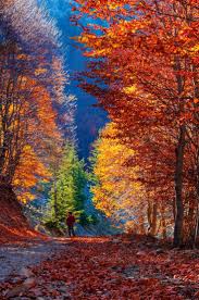 Travel Autumn Woods In Kahramanmaras Southern Turkey Abandonedcastles Autumnscenery Bustravel Lesstraveledislan Herbstlandschaft Naturbilder Herbstlaub