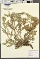 Image result for Cirsium  buchwaldii