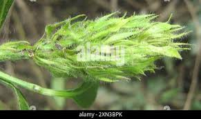 Image result for Justicia flava