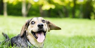 It is best known for the twin spire towers. Adopt A Pet Animal Refuge League Of Greater Portland Maine Animal Shelter