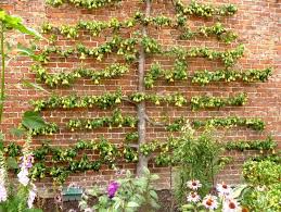Planter Un Espalier Ou Une Palmette Chez Vous Espalier Amenagement Jardin Arbre Fruitier