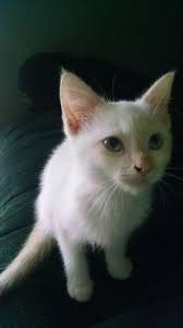 What are your flame points names? Flame Point Siamese Cat For Sale British Shorthair