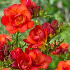 Image result for Freesia grandiflora