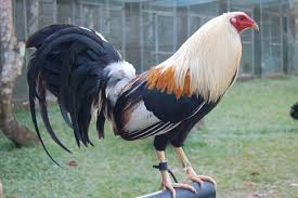 Agen Sabung Ayam Online Klik The Picture For More Information Burung Cantik Binatang Kandang Ayam