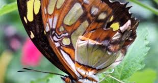 Black And White Striped Caterpillar With Yellow Sides The Malachite Siproeta Stelenes Is A Neotropical Brush Footed Butterfly Family Nymphalidae The Malachite Has Large Wings That Are Black And Brilli Borboletas