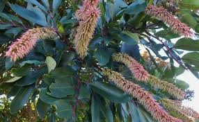 Image result for Cunonia capensis
