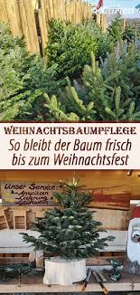 Den Weihnachtsbaum Richtig Lagern Weihnachtsbaum Pflanzen Mdr Garten