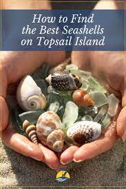 Find Out All The Tips And Tricks For Seashell Hunting On Topsail Island Topsail Island Topsail Sea Shells
