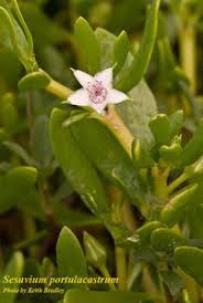 Image result for Sesuvium portulacastrum