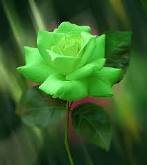 From the most commonly found to the most unique flowers, we have seen people giving each other beautiful bouquets all year round. The World Most Beautiful Flower Rose Home Facebook