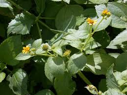 Image result for Bewsia biflora