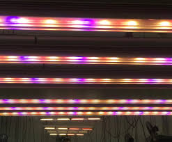 Us Based Grow Light Company Fohse Selected As Exclusive Lighting Partner For Cannabis Cultivator Green Life Productions Ledinside