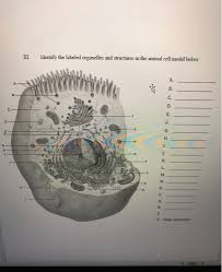 Maybe you would like to learn more about one of these? Iii Identify The Labeled Organelles And Structures Chegg Com