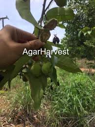 Find agarwood manufacturers on exporthub.com. Agarharvest 100 Authentic Finest Agarwood Products You Can Trust Posts Facebook