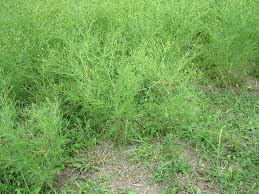 Image result for Schkuhria pinnata