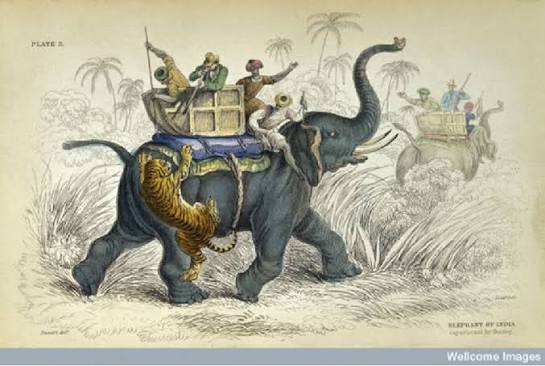 Fig. . Elephant of India caparisoned for hunting. The natural history... | Download Scientific Diagram