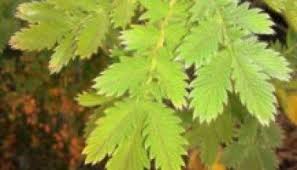 Image result for Vernonia natalensis