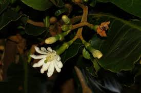 Image result for Anthocleista grandiflora