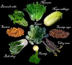 Image result for Brassica