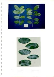 Image result for Combretum xanthothyrsum