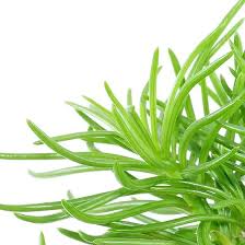 Image result for Kleinia sp.no.1