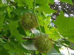 Extra health & safety measures. Platan Klonolistny Platanus Acerifolia Syn Platanus X Hispanica C2 C3 60 80cm Future Gardens