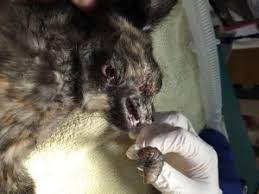 Image result for cuterebriasis in dogs