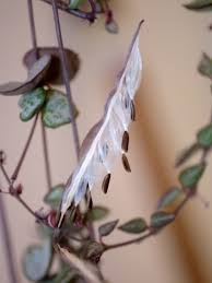 Image result for Ceropegia breviflora