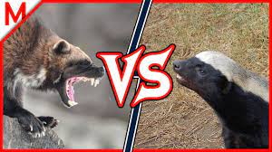 He is usually a silent, humble, serious. Wolverine Vs Honey Badger Animal Battle Lynx Vs Snow Leopard Winner Youtube