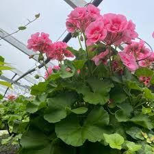 Image result for Geranium