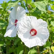 Image result for Hibiscus Red 2017 Vito