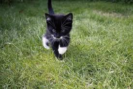 Find the perfect surname for a fictional character or alias. 100 Unique Names For Tomcats